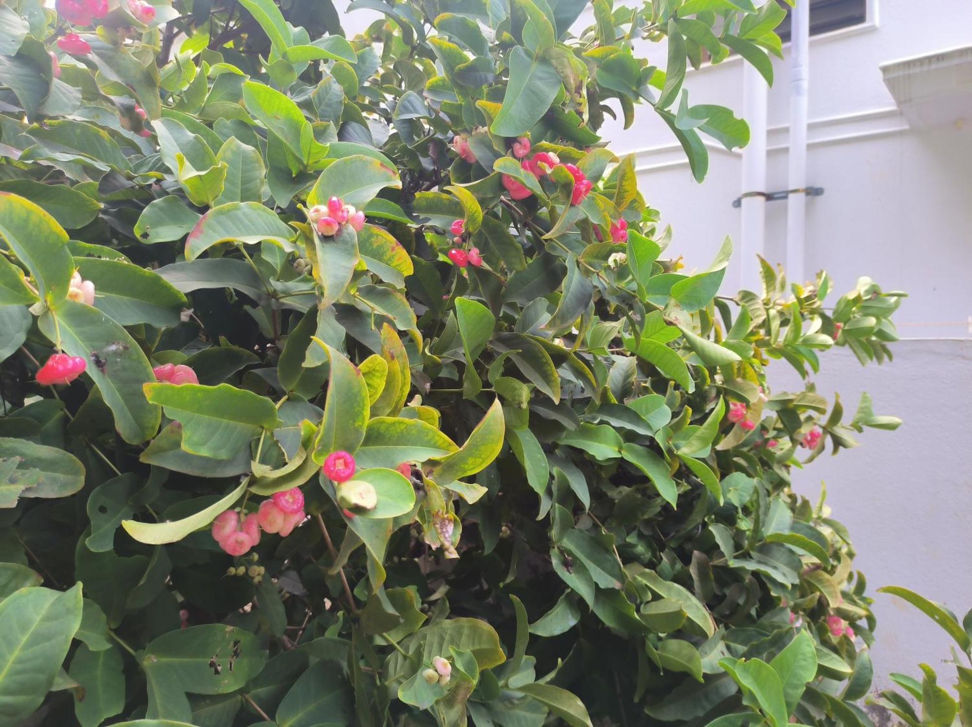 Kanna Garden By Bodhi Bungalows コリー・ヒルズ エクステリア 写真